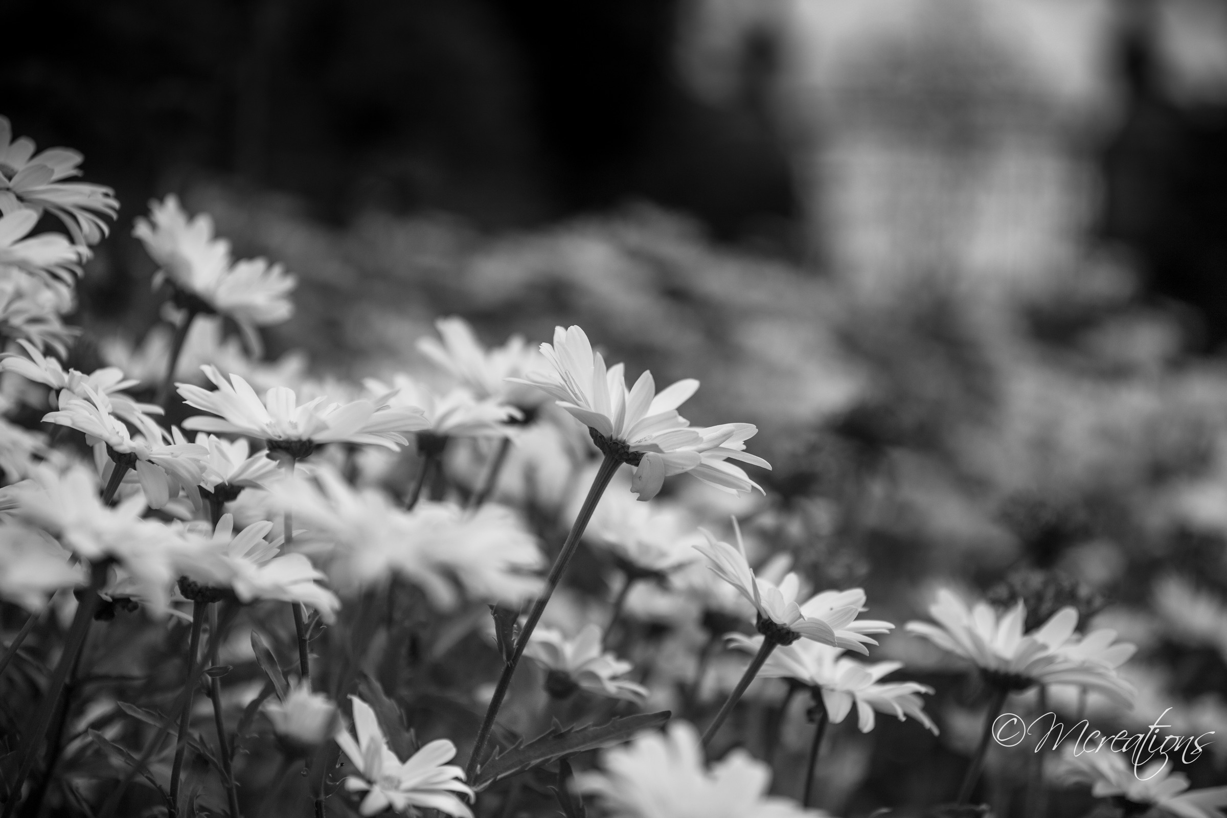 Scotland photograph 16