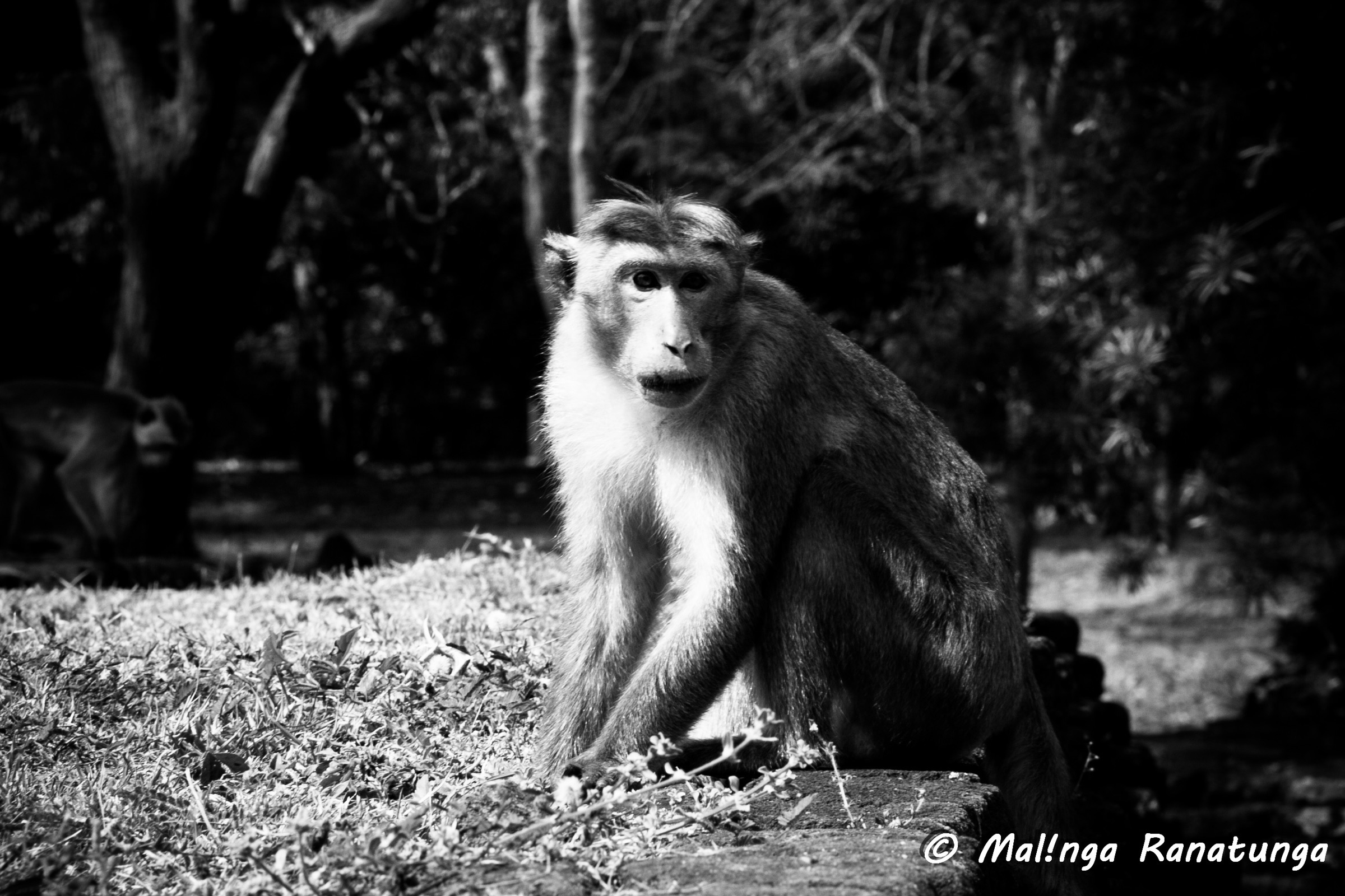 Sri Lanka photograph 19